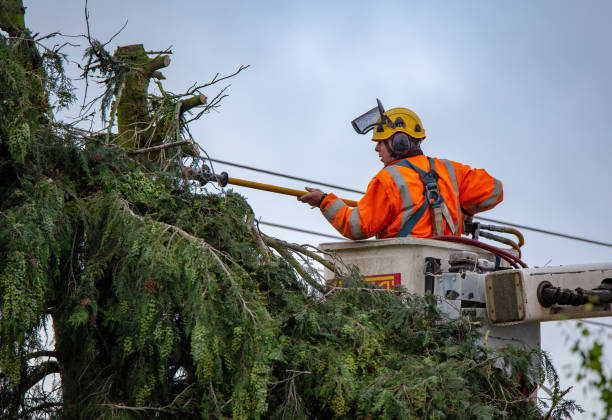 Best Tree Removal  in Holly Hill, FL